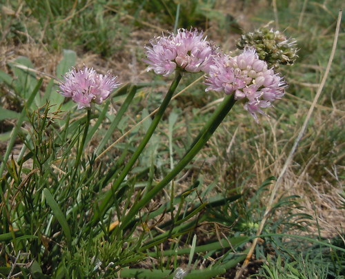 Allium lusitanicum