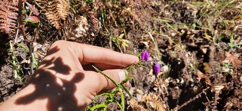 Allium macranthum