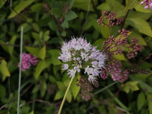 Allium macrostemon