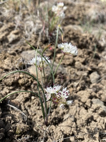 Allium macrum