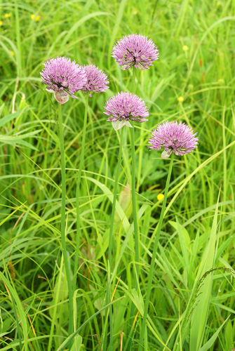 Allium maximowiczii