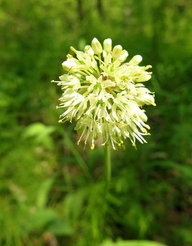 Allium microdictyon