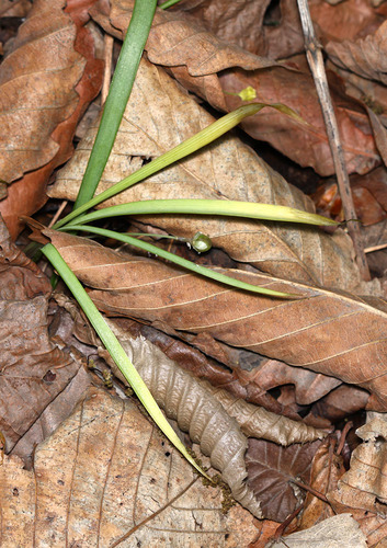 Allium monanthum