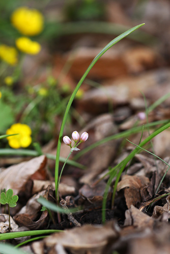 Allium monanthum
