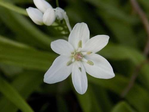 Allium neapolitanum