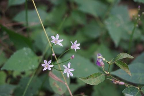 Allium neriniflorum