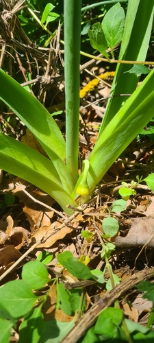 Allium nigrum