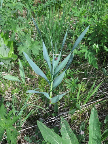 Allium obliquum