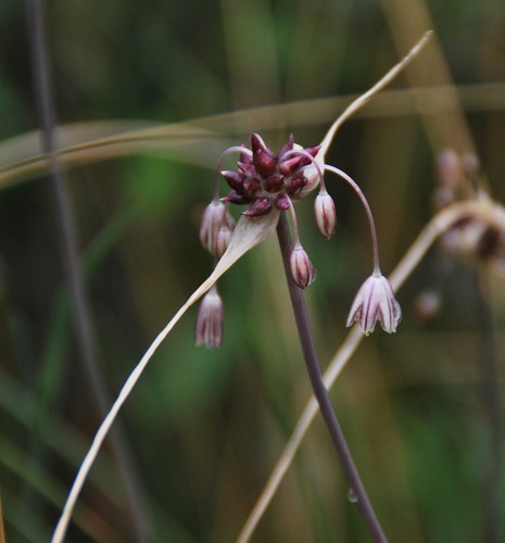 Allium oleraceum