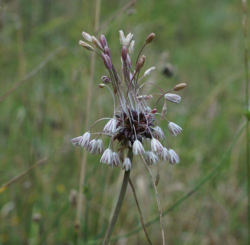 Allium oleraceum