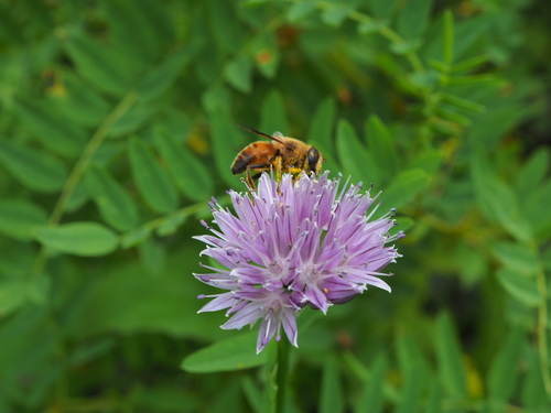 Allium orientale