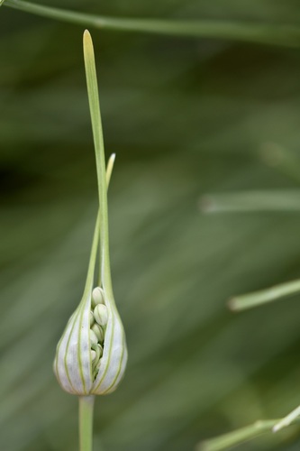 Allium pallens