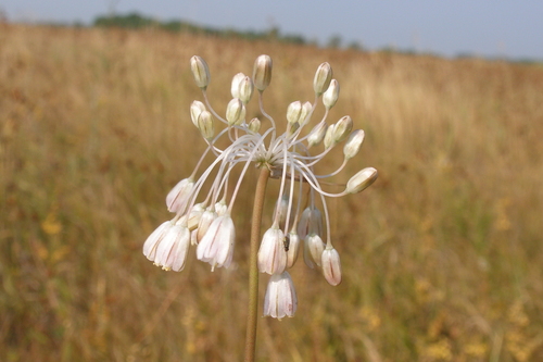Allium paniculatum
