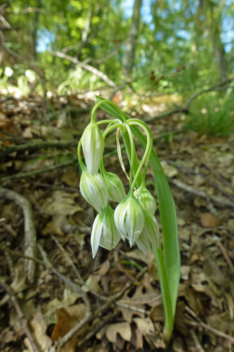 Allium pendulinum
