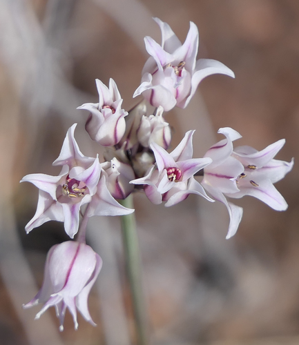 Allium perdulce