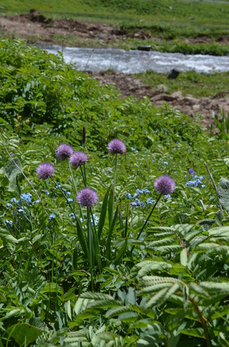 Allium platyspathum