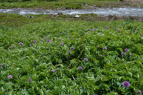 Allium platyspathum