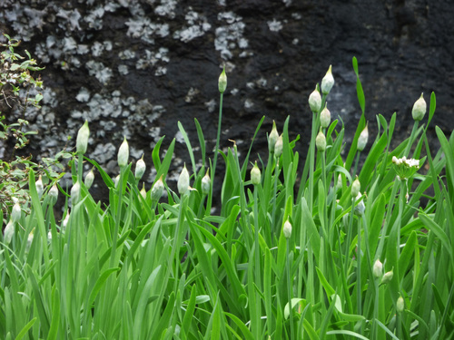 Allium plummerae