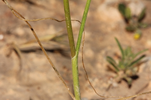 Allium pseudoflavum