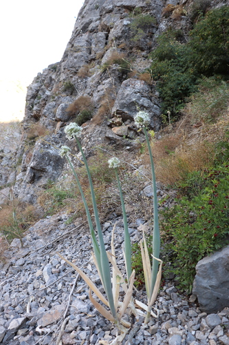 Allium pskemense