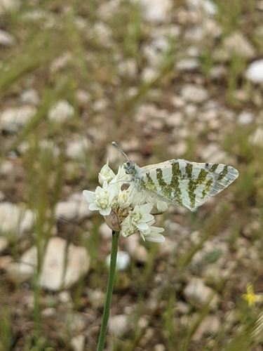 Allium qasyunense