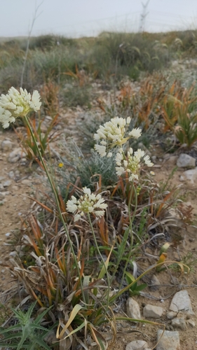 Allium qasyunense