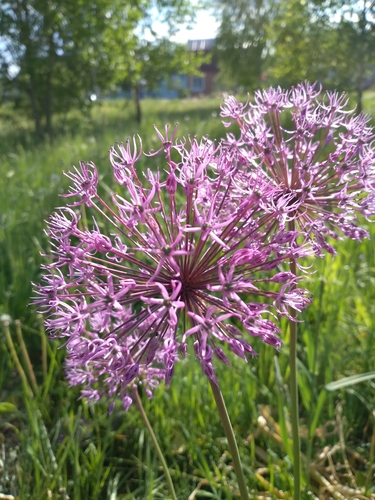 Allium rosenorum
