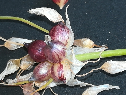 Allium roseum