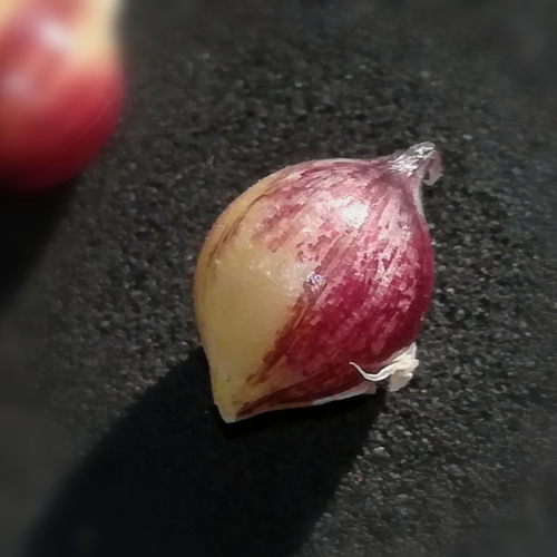 Allium roseum