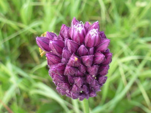 Allium rotundum