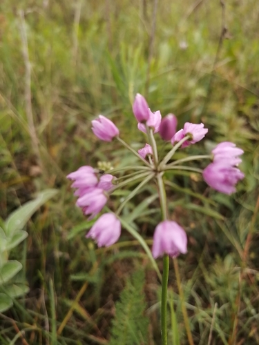 Allium rubens
