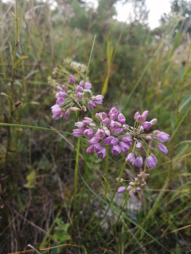 Allium rubens