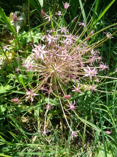 Allium schubertii