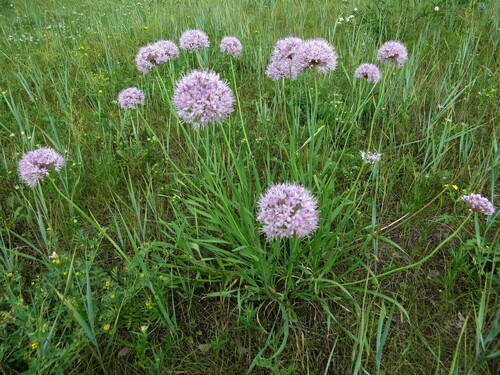 Allium senescens