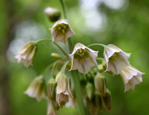 Allium siculum