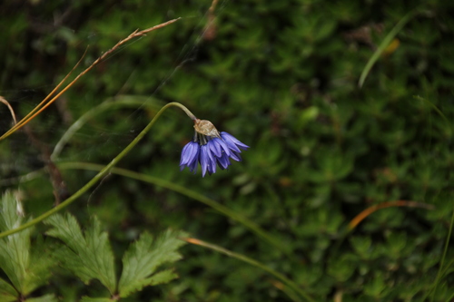 Allium sikkimense