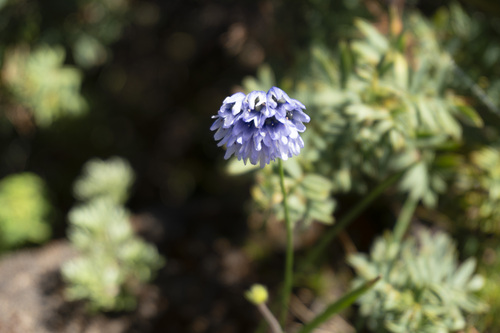 Allium sikkimense