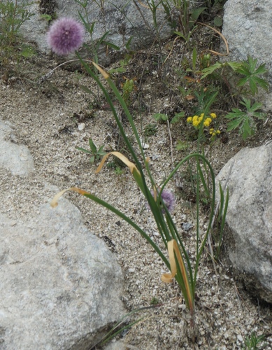 Allium splendens