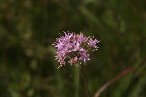 Allium stellatum