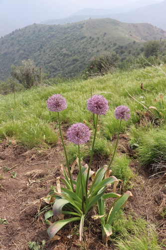 Allium stipitatum