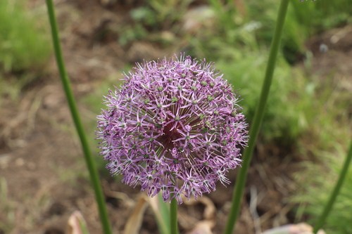 Allium stipitatum