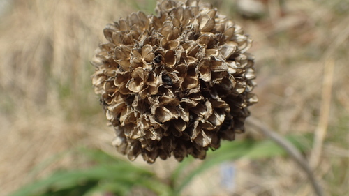 Allium strictum