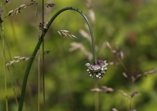 Allium strictum