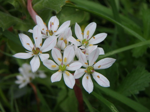 Allium subhirsutum