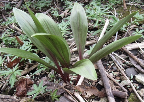 Allium tricoccum