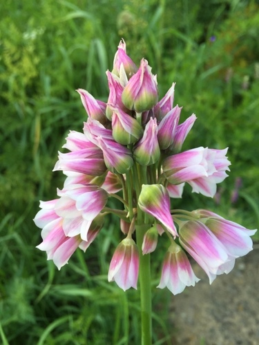 Allium tripedale