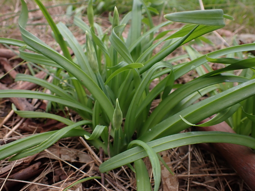 Allium triquetrum