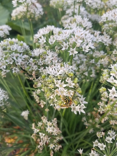 Allium tuberosum