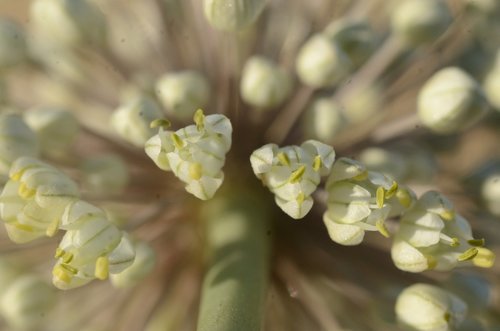 Allium turcomanicum