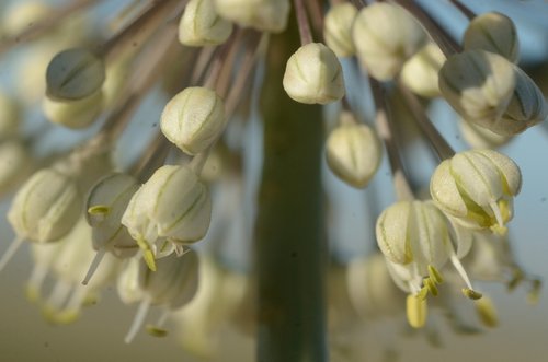 Allium turcomanicum